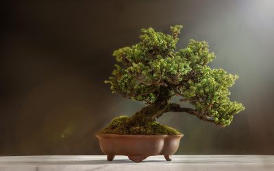 日式老宅庭院与樱花树的剧照风格画面，光线柔和